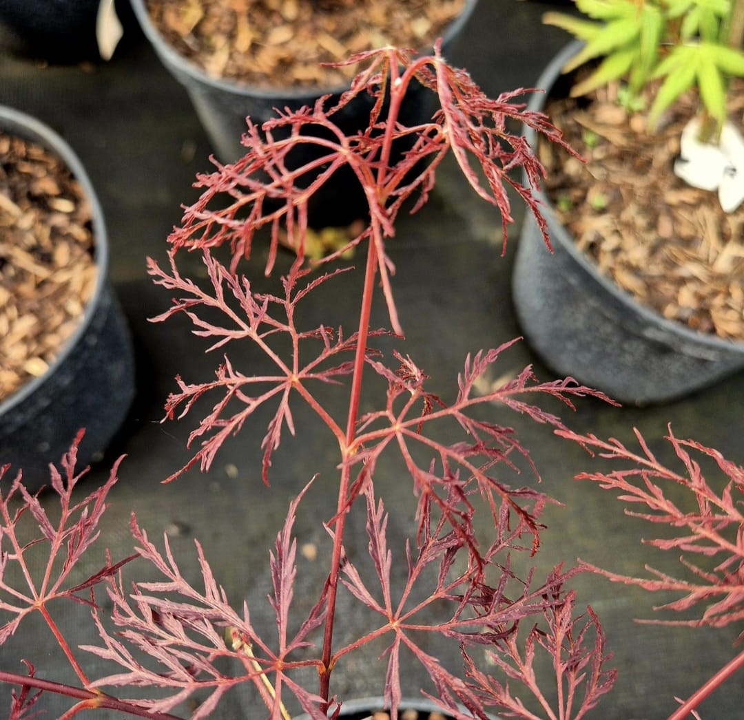 Artar Japonez – Acer Palmatum Red Feathers, ghiveci 2L