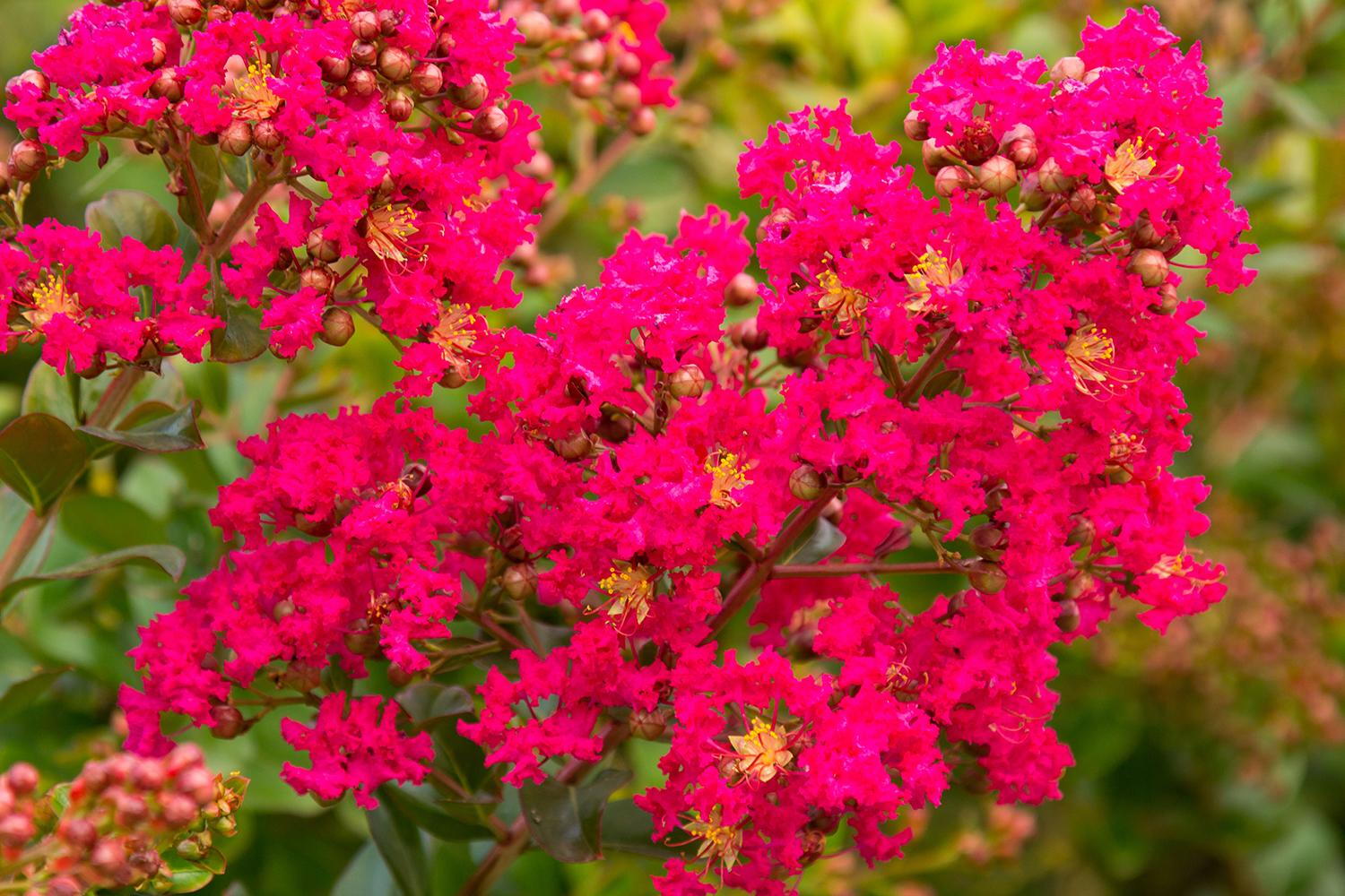 Liliac indian-Lagerstroemia Indica Rubra, ghiveci 1L