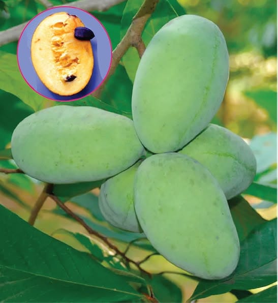 Pawpaw Susquehanna Pawpaw- Asimina triloba Susquehanna, ghiveci 3L